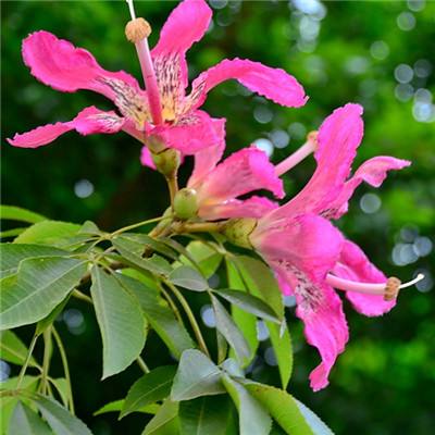 久游棋牌下载手机版